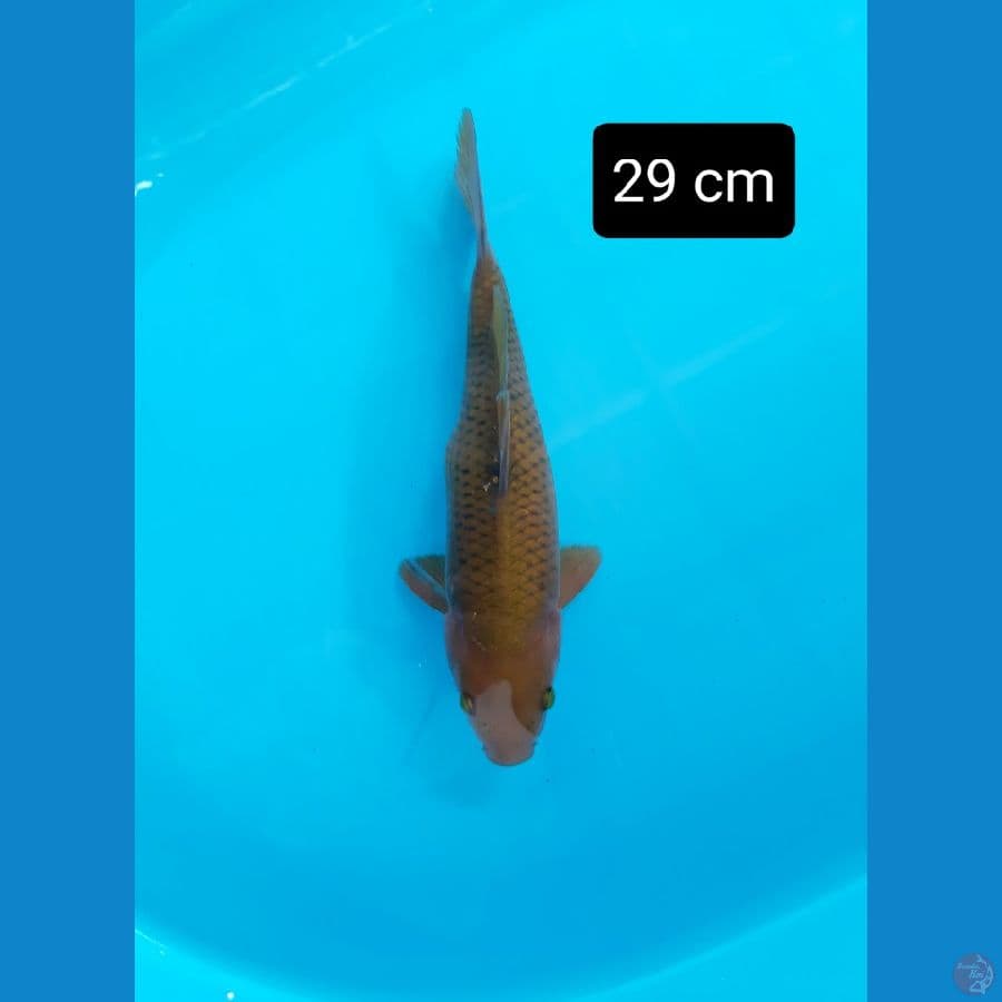 caghoi 29 cm