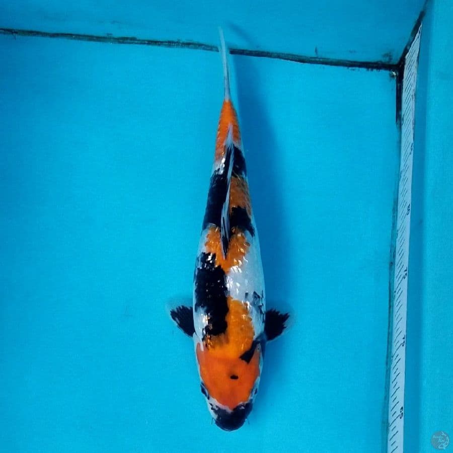 GINRIN SHOWA 31 CM