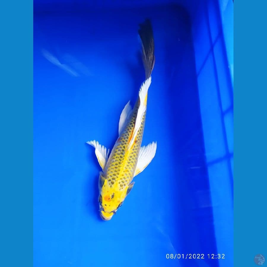 kumpai matsuba 30 cm