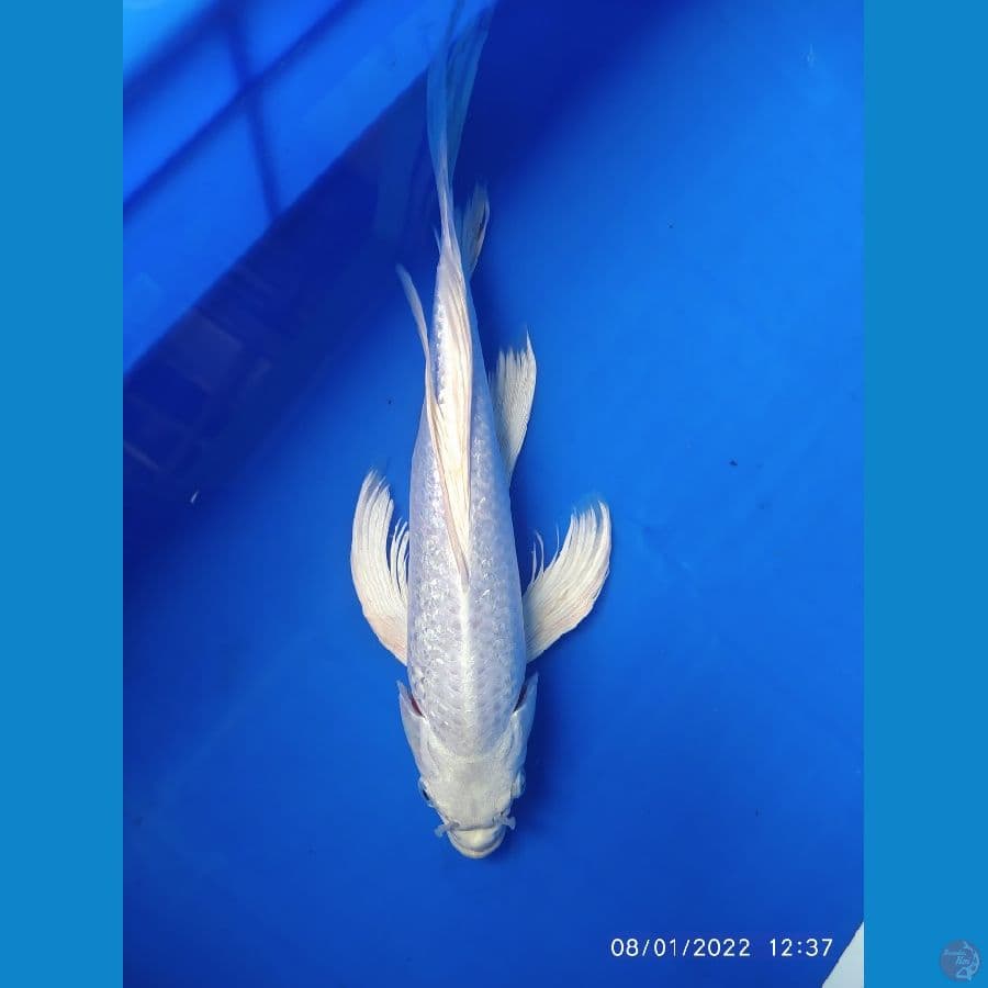 platinum ginrin slayer 29 cm