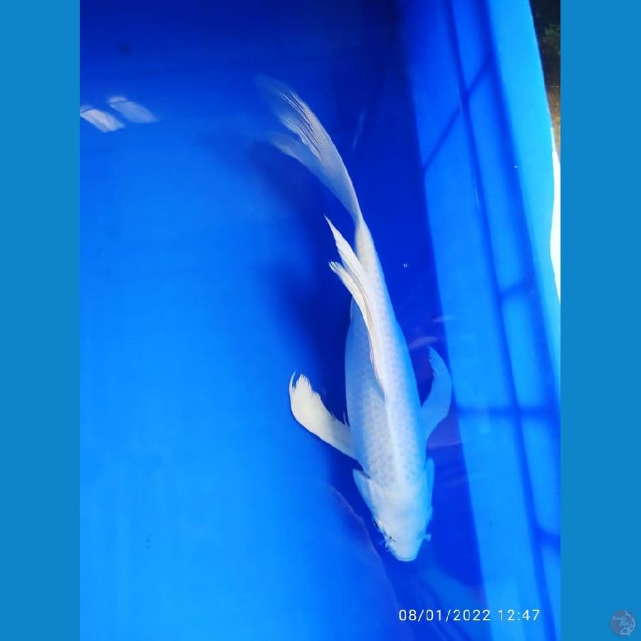 kumpai platinum 27 cm