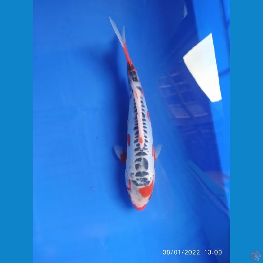 shusui red strong 27 cm