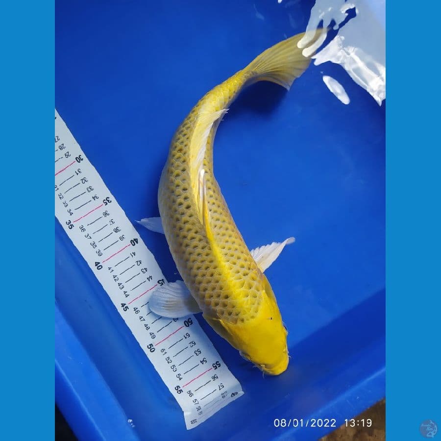 kin mukasi 40 cm