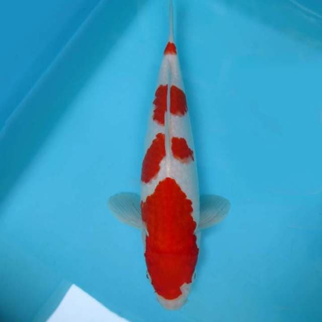 KOHAKU 4 STEPS,-