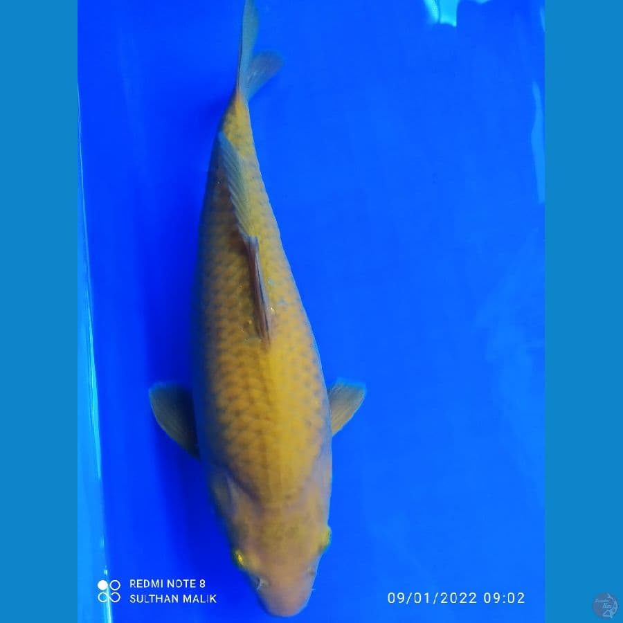 midori 32 cm munuk bulky