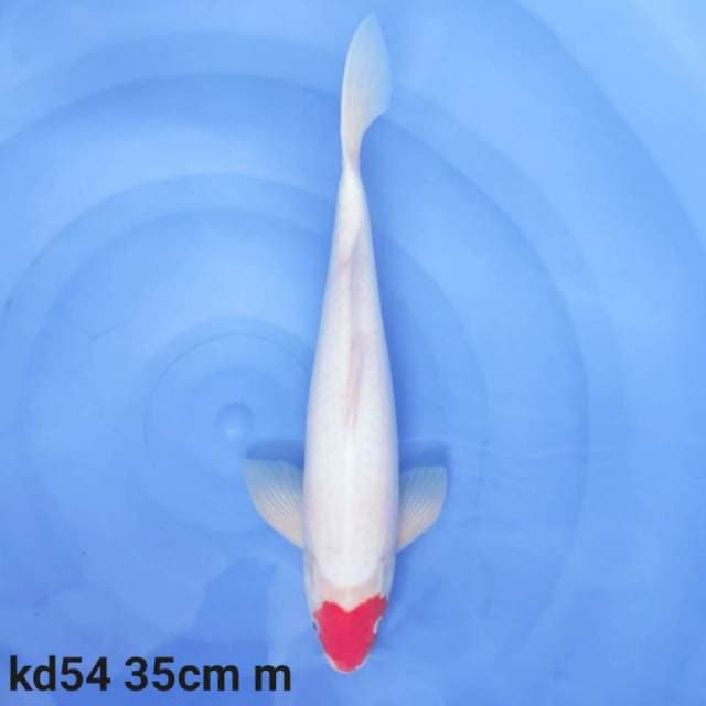 tancho kohaku