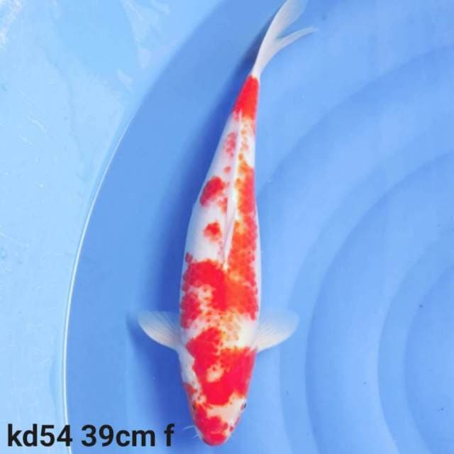 kohaku