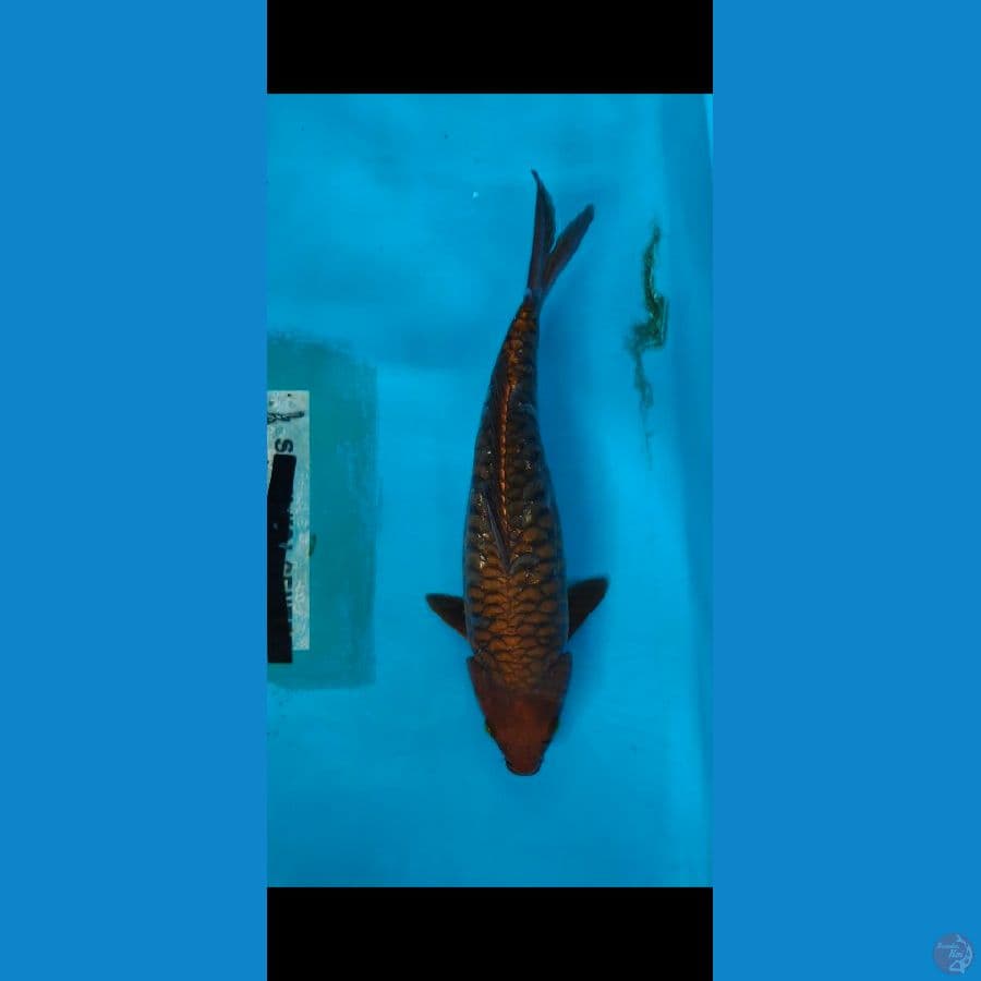 chagoi karamel 41cm sah