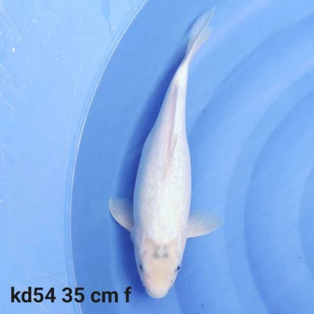 shiro tategoi