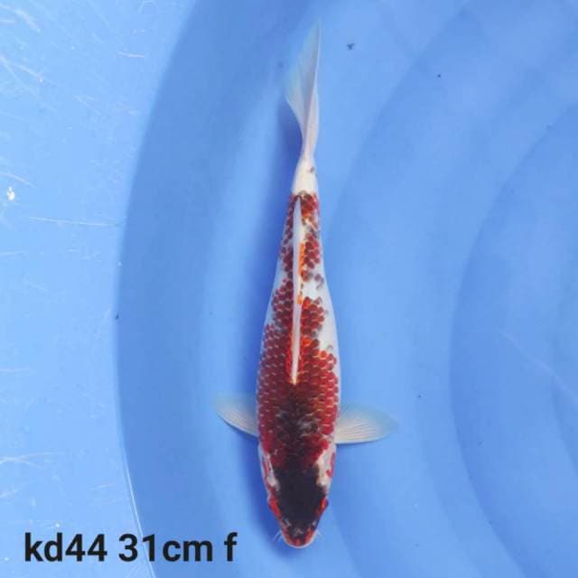goromo