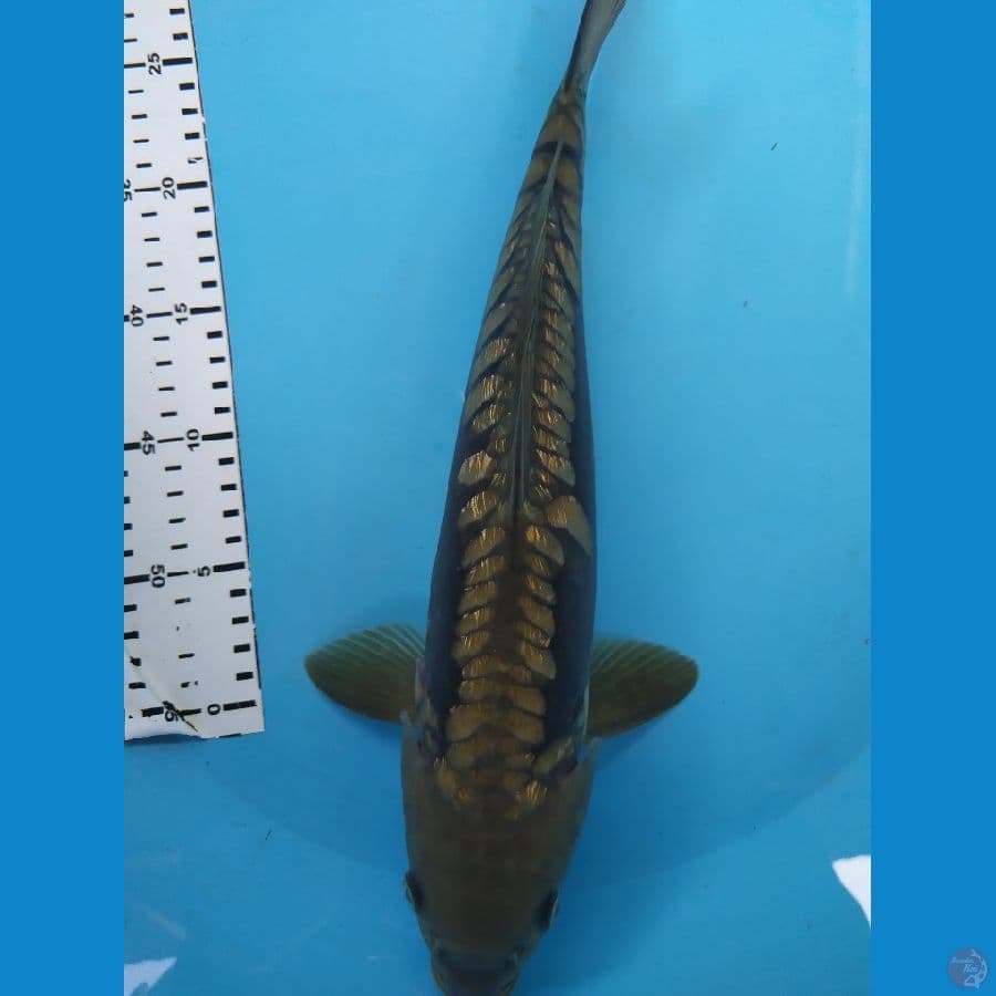 midhori aragoke