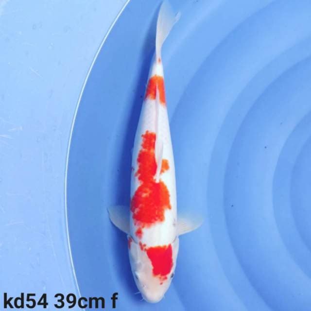 kohaku