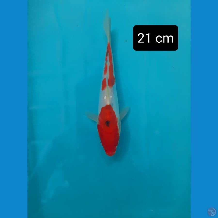 bahan 21 cm