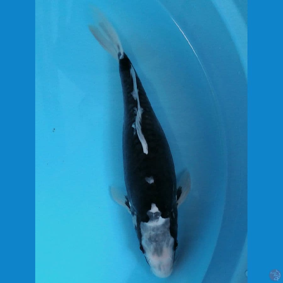 kumonryu solid female 31cm