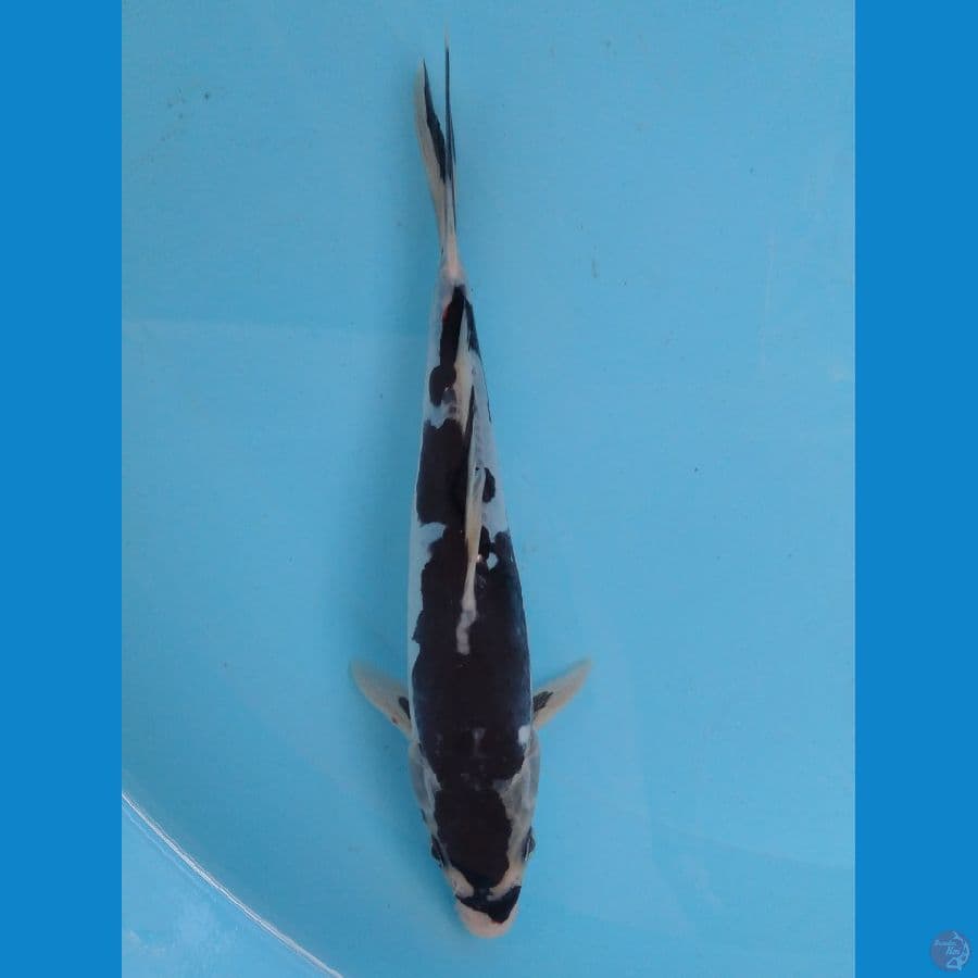 kumonryu 23 cm male