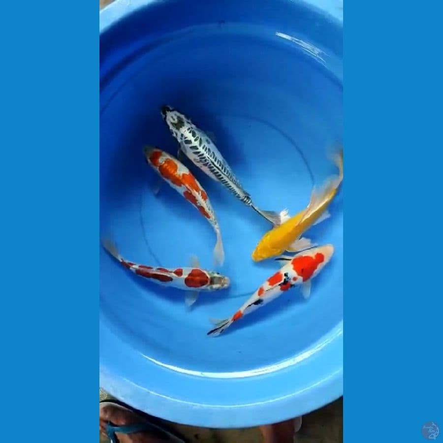 mix 5ekor 27-30cm