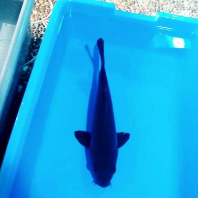 Karasugoi hitam sangar 31cm antik