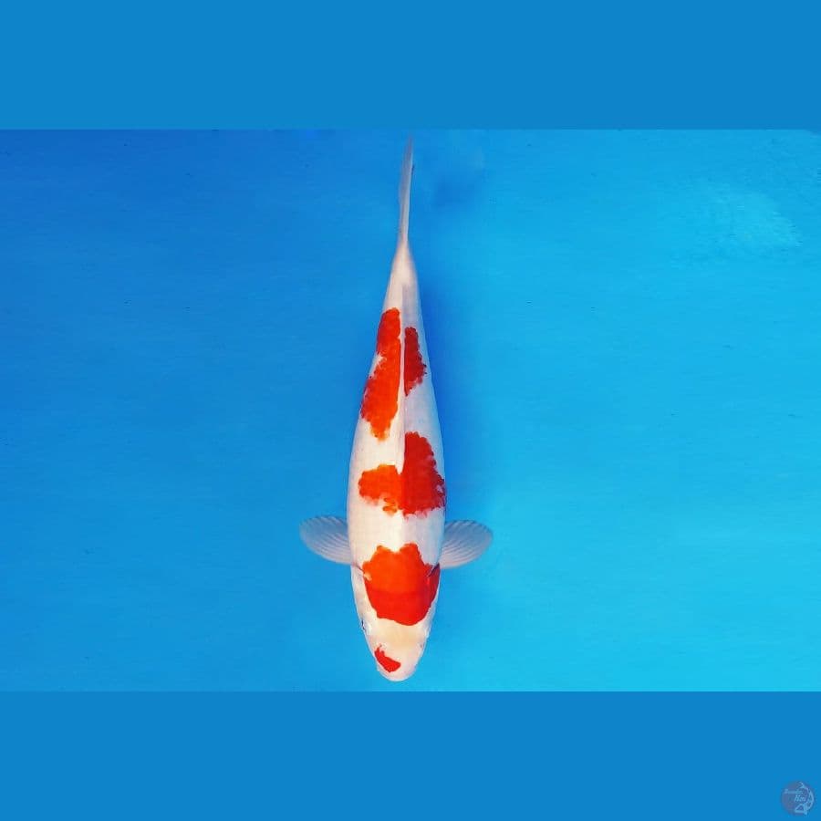 RONIN 9 ~ KOHAKU BODY MERZY 39 cm/fm ™