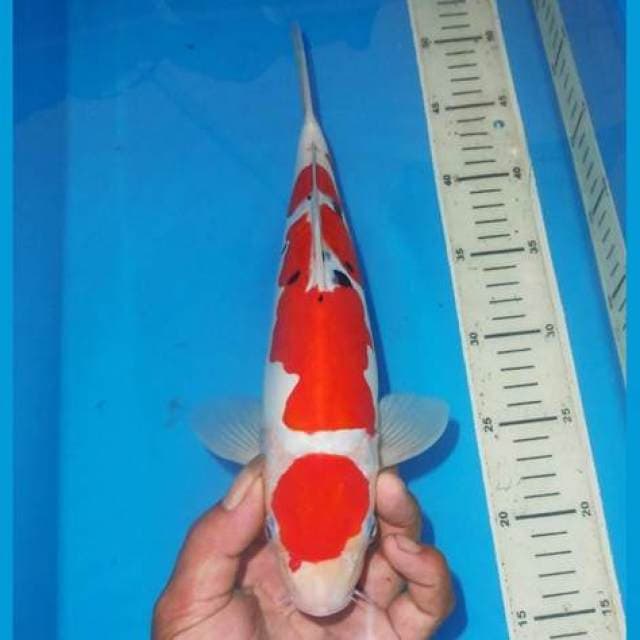 MARUTEN SANKE ALUS