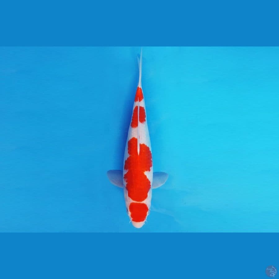 RONIN 14 ~ KOHAKU 32 cm/fm ™