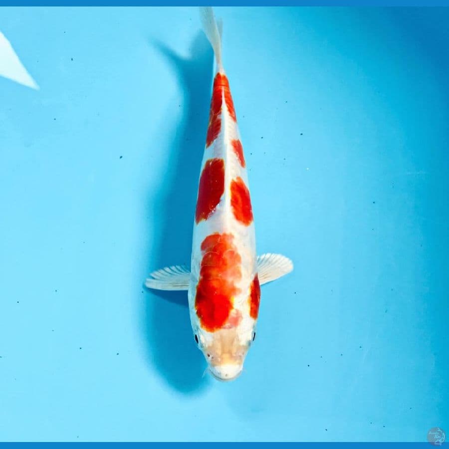 kikushui, 20 cm