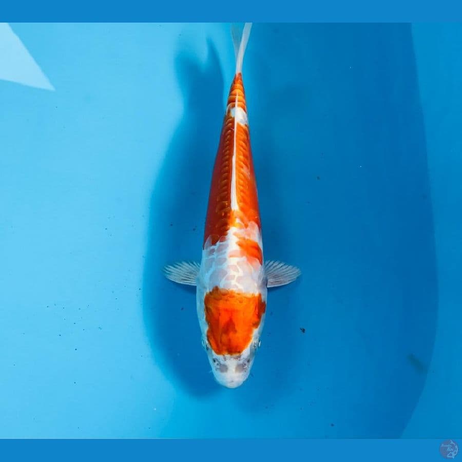 kikushui, 26 cm
