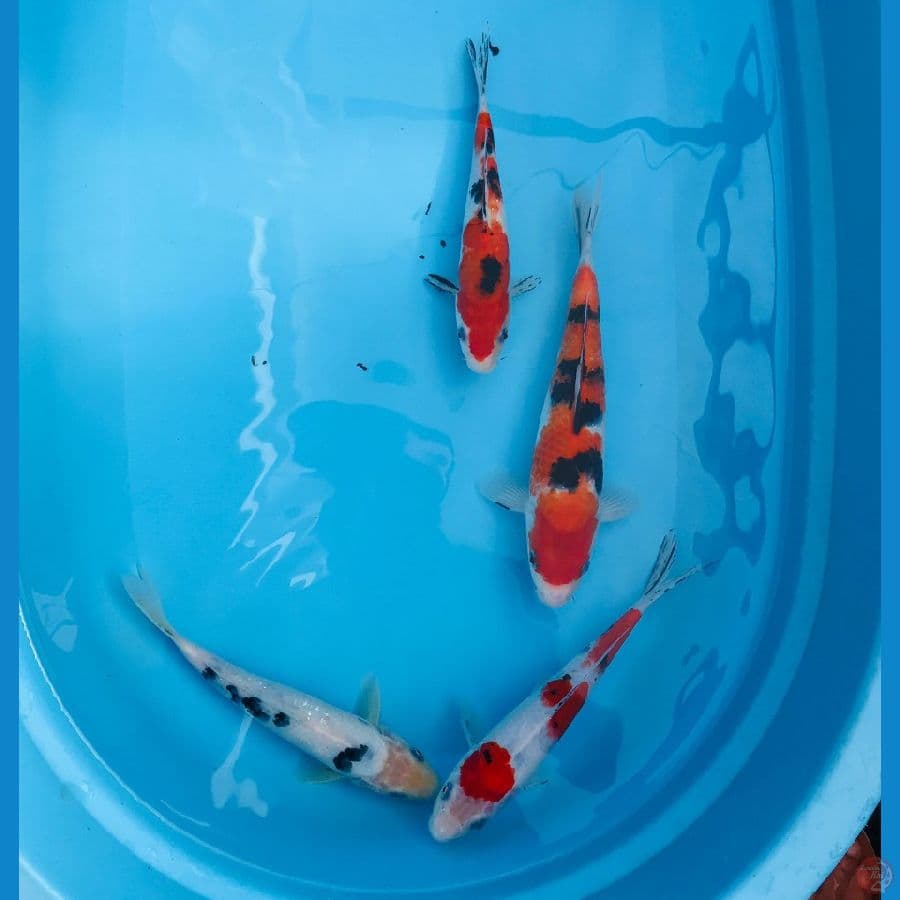 paket mix, 20-25 cm