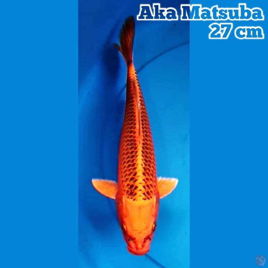 Aka Matsuba 27 cm