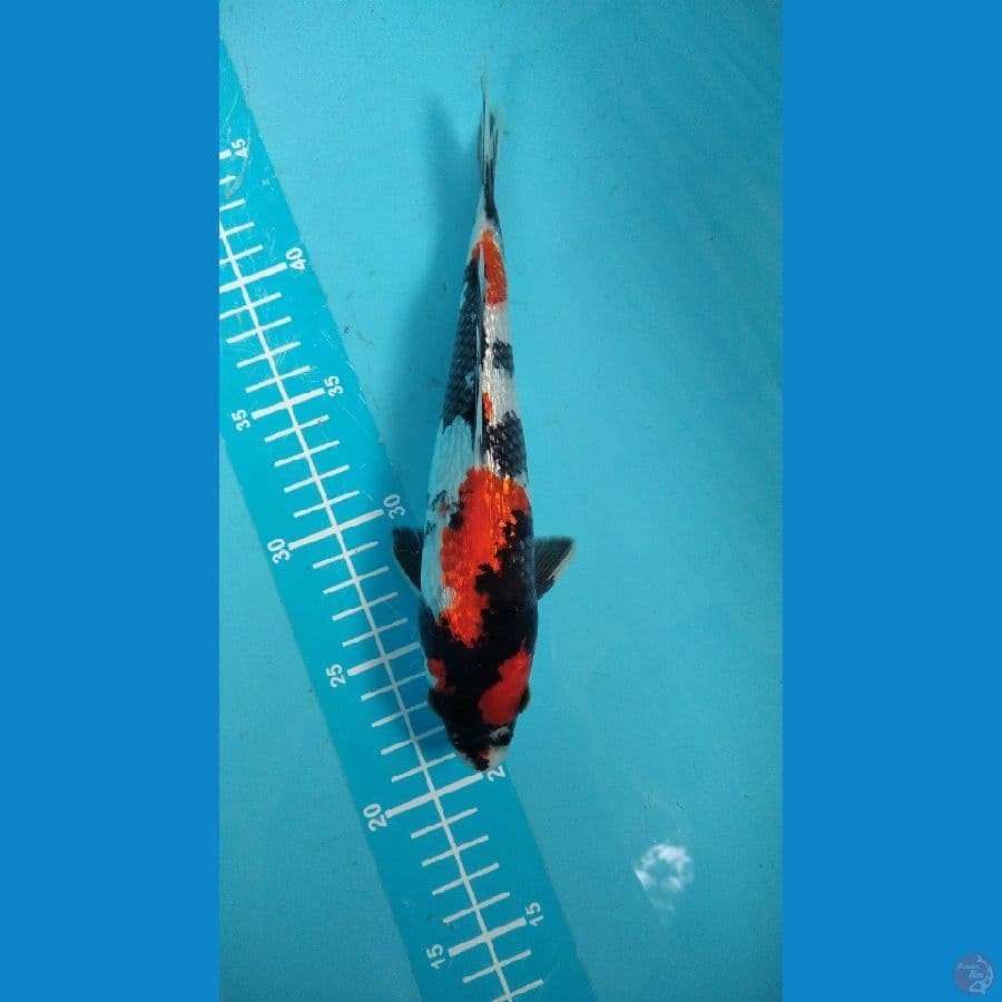 showa hq ginrin male 25cm