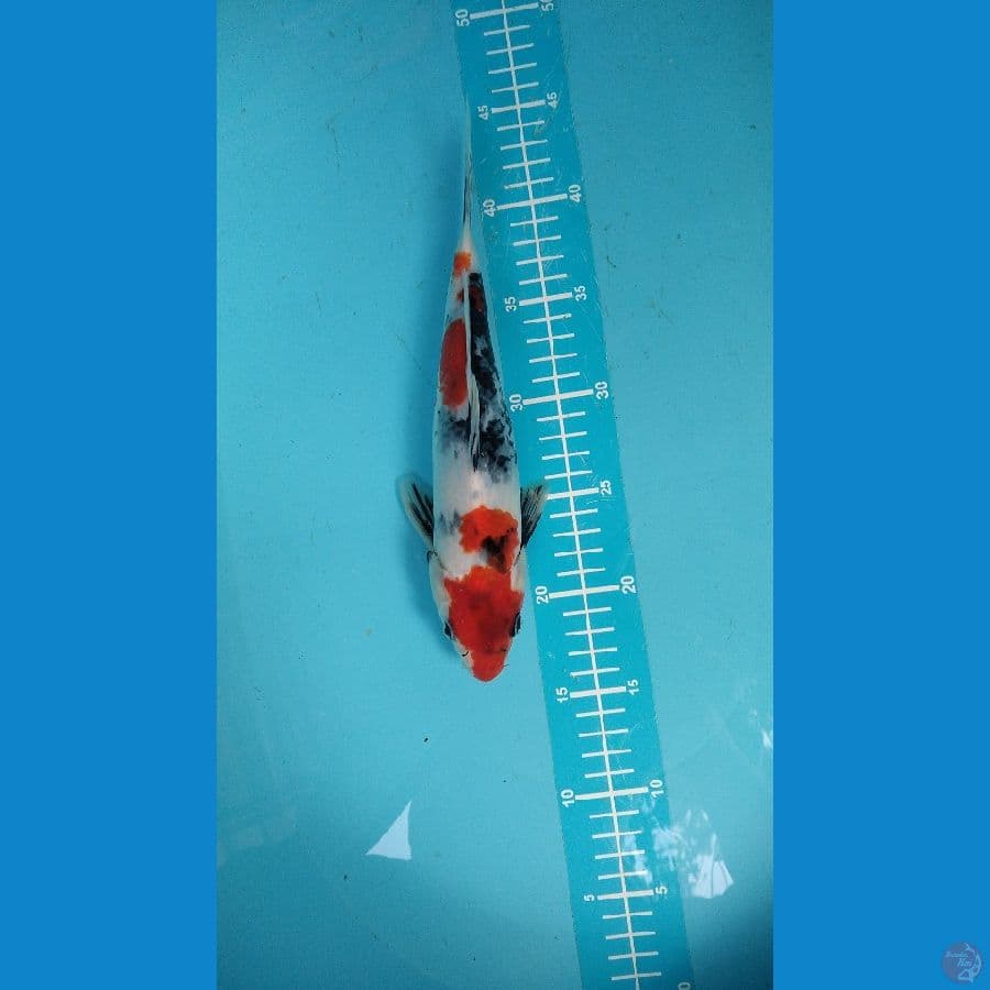 showa male 25cm
