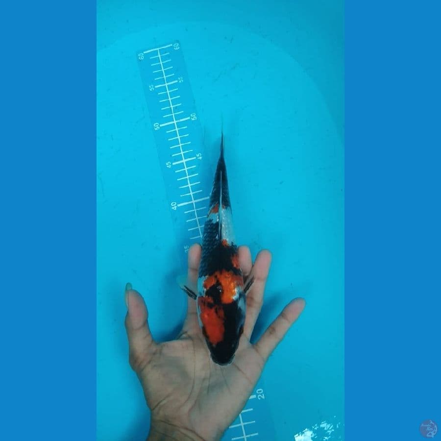 showa ginrin male 25cm