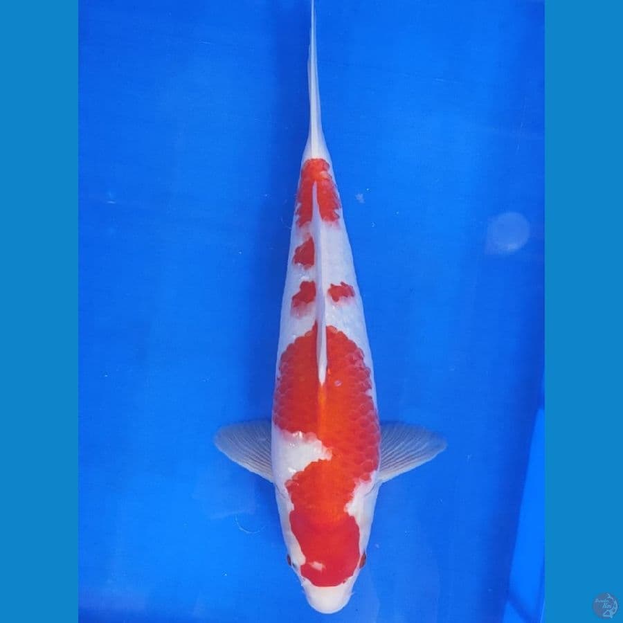bsmlh~Khohaku 42cm