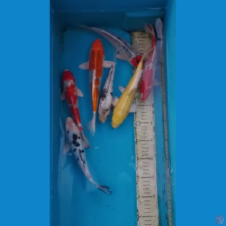 Paket Mix 21-27cm