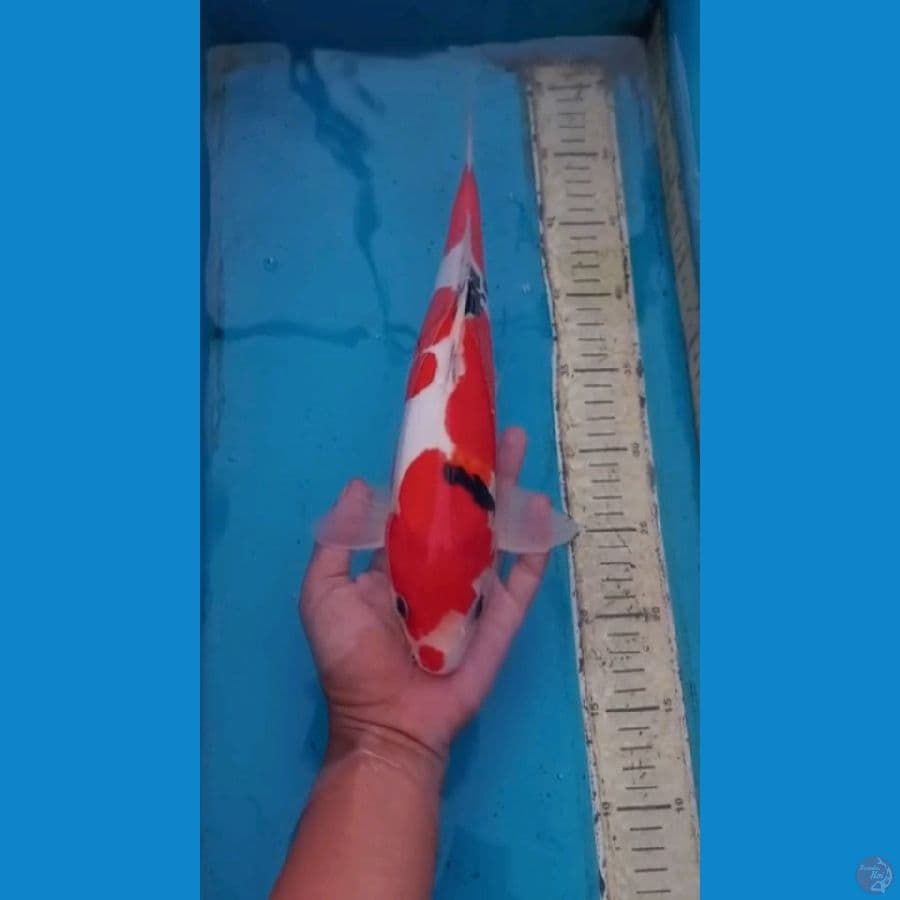 Doitsu Sanke 35cm