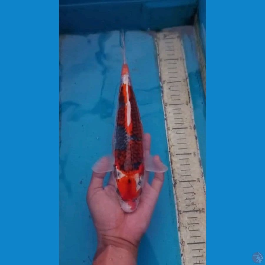 Goshiki 32cm