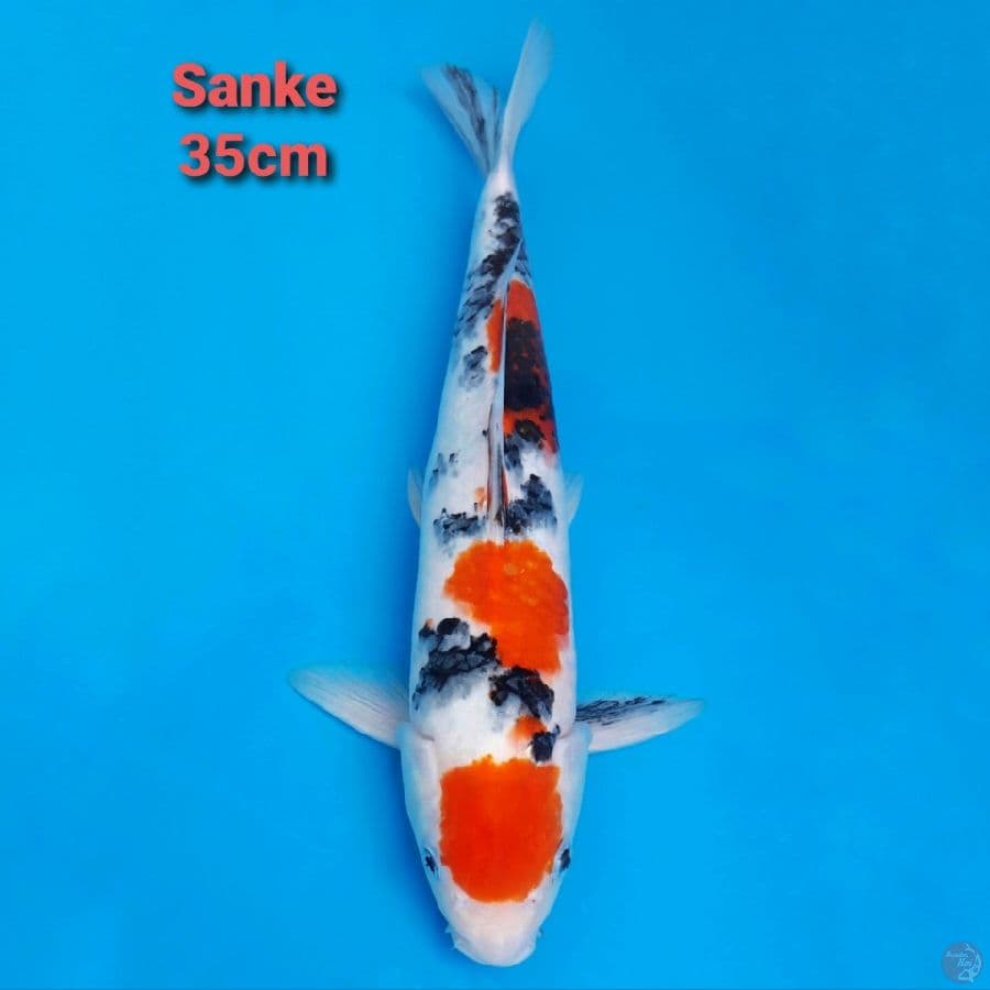 Maruten Sanke 35cm Strong