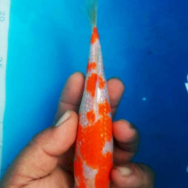 SQ MINI 14CM KOHAKU GINRIN
