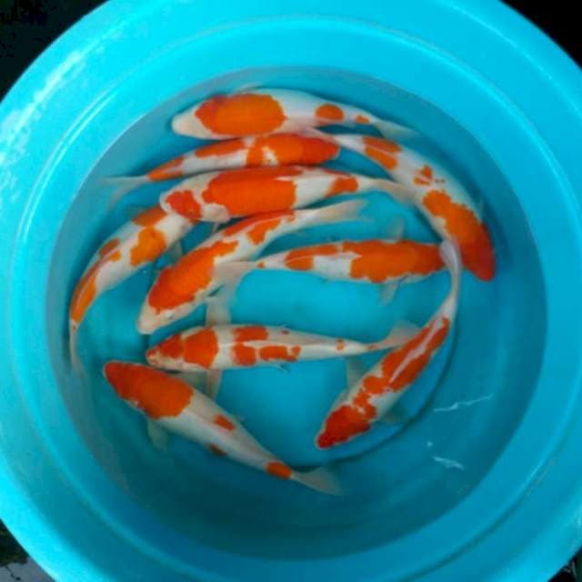 Mix kohaku 10 ekor