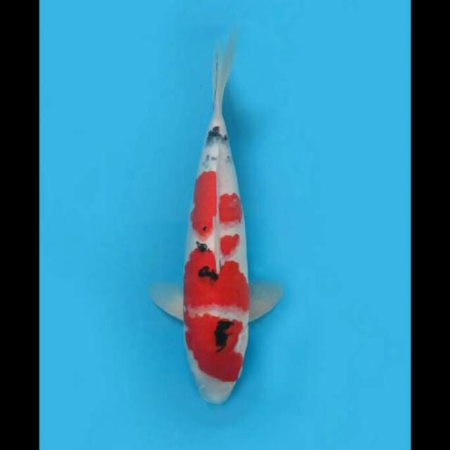 Jumbo Taisho Sanke F1 40cm Female Tosai
