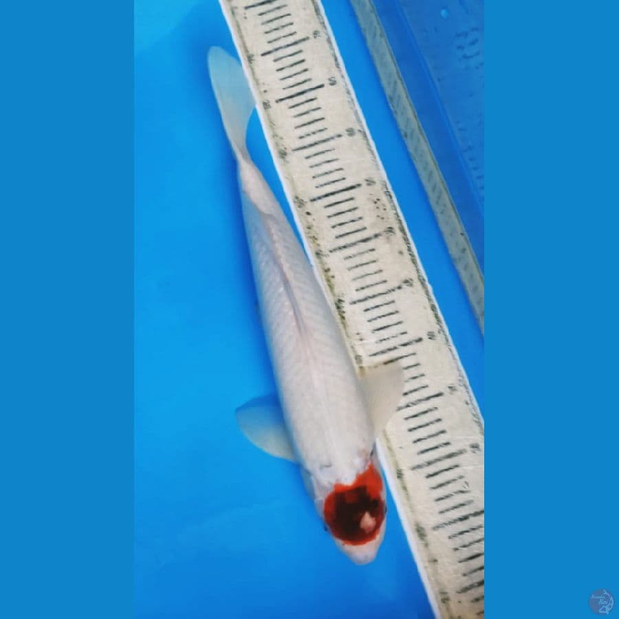 44cm Tancho Goromo male