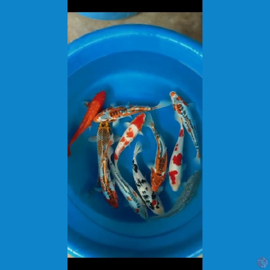 paket mix 11 ekor 30-35cm