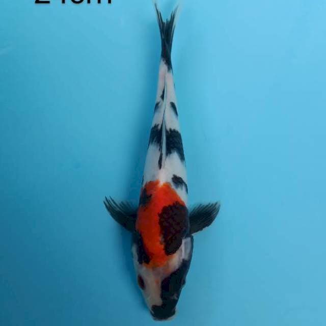 Showa 24cm