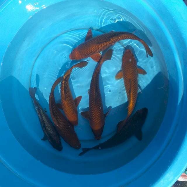 Mix saragoi tenbaga 7 ekor body munuk