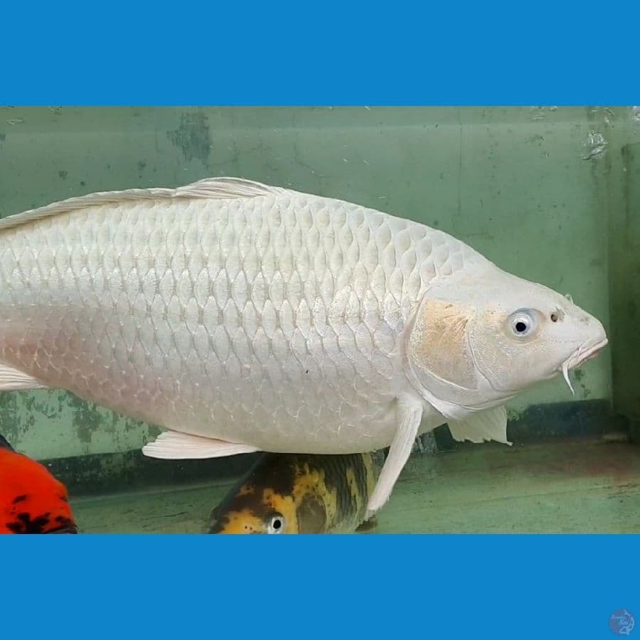 54cm Platinum Ginrin