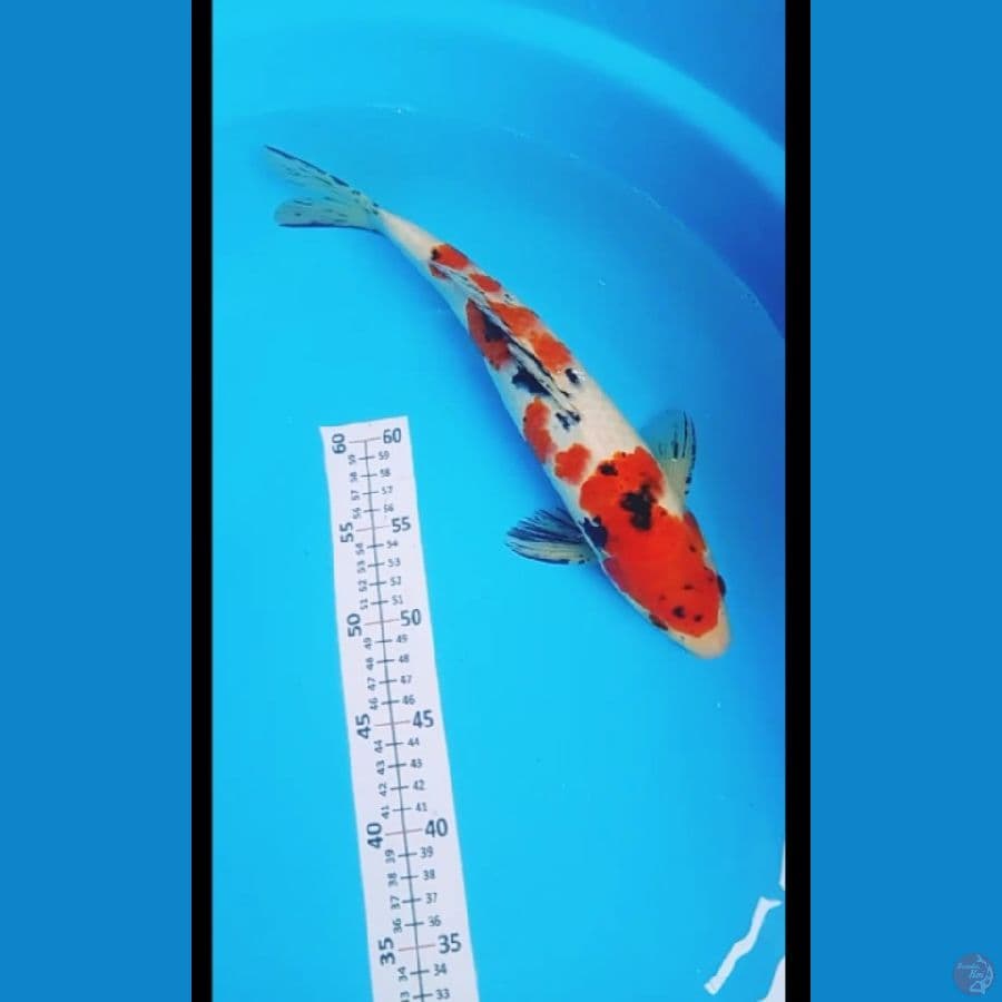 Taishosansoku 35cm