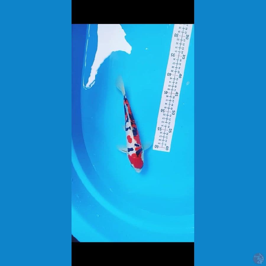 sanke Doitsu 27cm