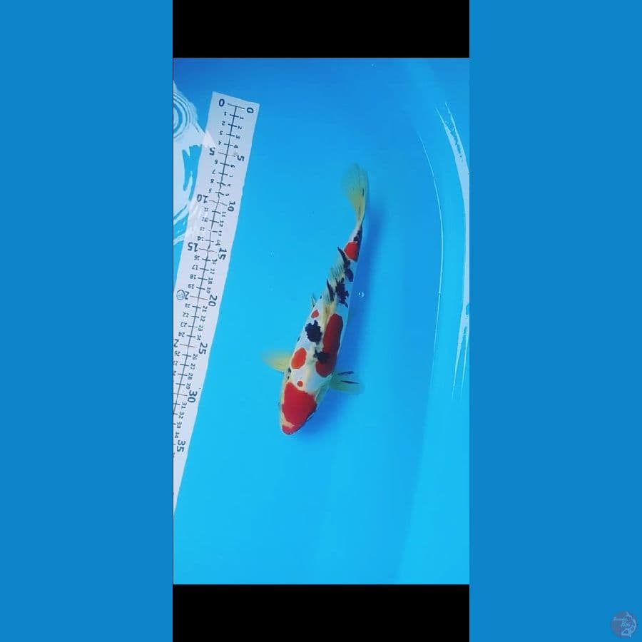 sanke Doit 28cm