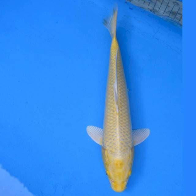 Ogon F1