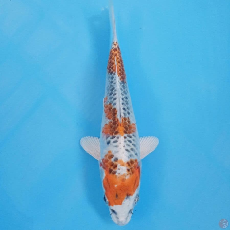 kujaku, 19 cm