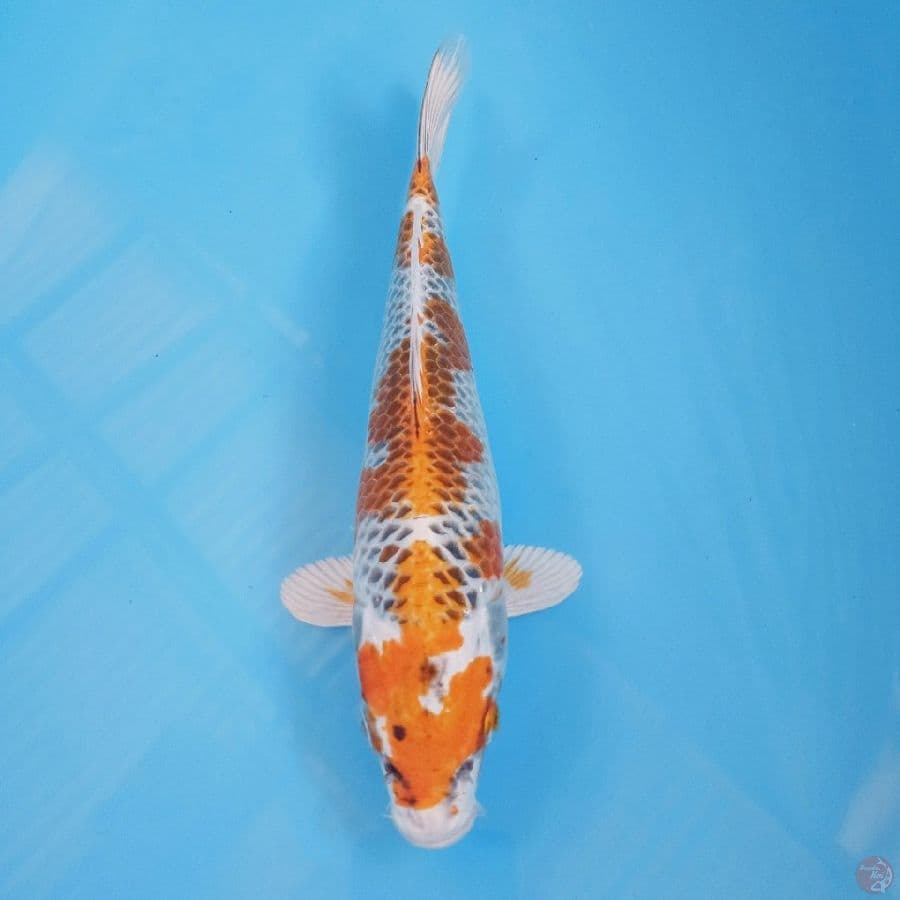 kujaku, 28 cm